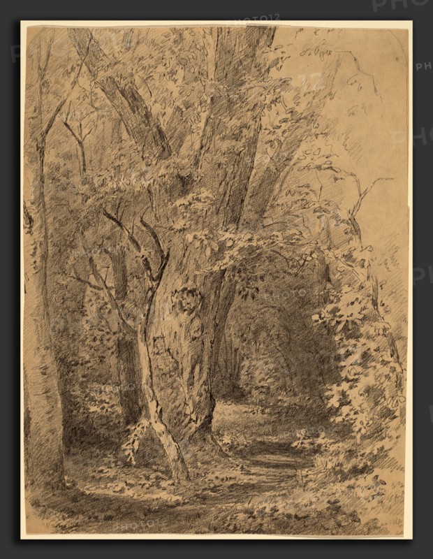 Walter Shirlaw, Tree and Foliage, American, 1838 - 1909, probably c. 1873, graphite on wove paper