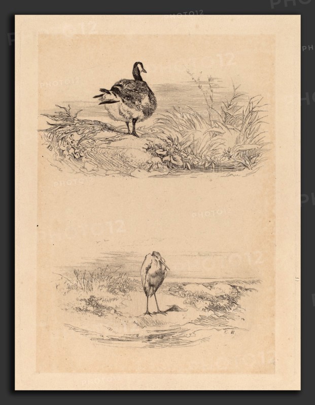 Karl Bodmer, Oie, Heron, Swiss, 1809 - 1893, etching