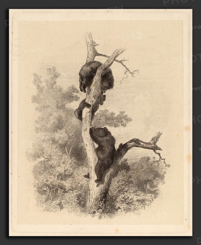 Karl Bodmer, Les Ours (The Bears), Swiss, 1809 - 1893, 1858-1874, etching in black on chine collé