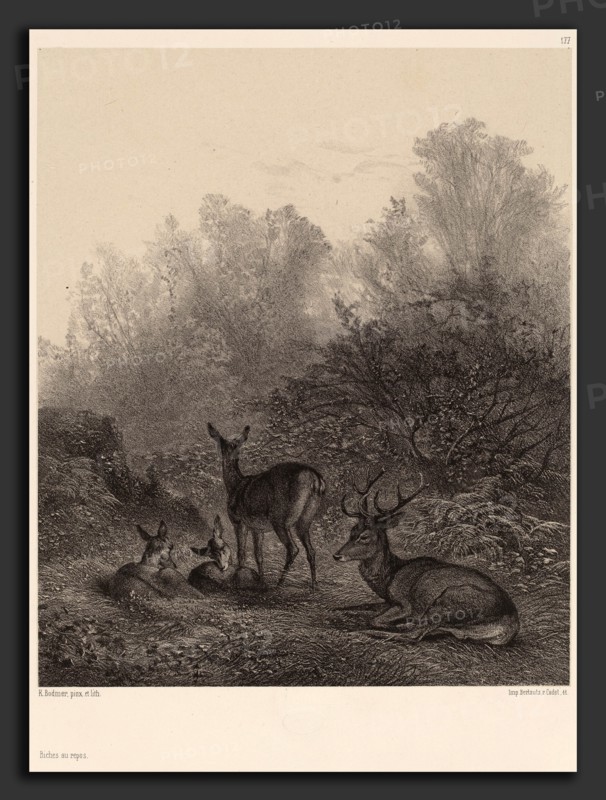 Karl Bodmer, Biches au repos, Swiss, 1809 - 1893, lithograph