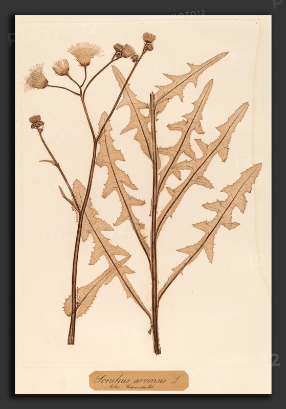 Constetin von Ettinghausen and Alois Pokorny (Austrian, active 1856), Sonchus arvensis, 1856, nature print; dried & pressed plant is rolled between a copper & lead plate; lead plate is electroplated & printed intaglio