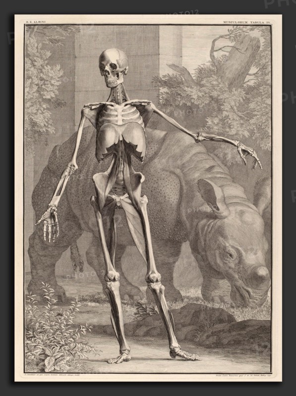 Jan Wandelaar (Dutch, 1690 - 1759), Musculorum Tabula IV, 1742, engraving on laid paper with accompanying leaf of descriptive text from the later English edition