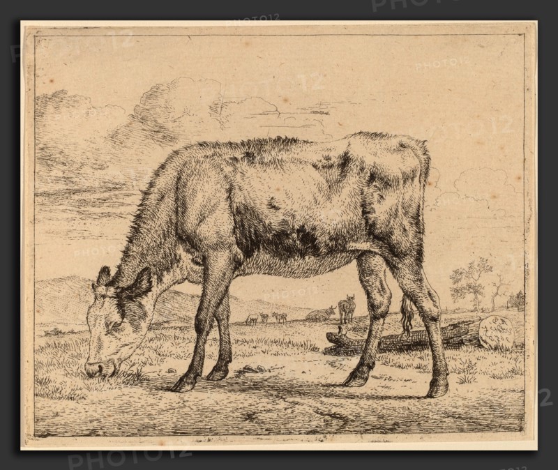 Adriaen van de Velde (Dutch, 1636 - 1672), Grazing Calf, c. 1657-1659, etching