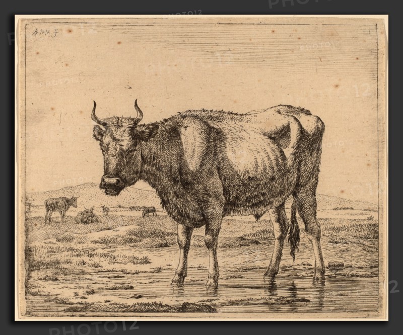 Adriaen van de Velde (Dutch, 1636 - 1672), Bull Standing in Water, c. 1657-1659, etching