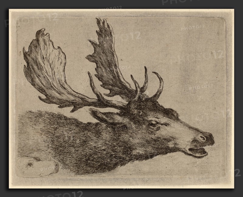 Stefano Della Bella (Italian, 1610 - 1664), Head of a Stag Turned Right, etching on laid paper [restrike]