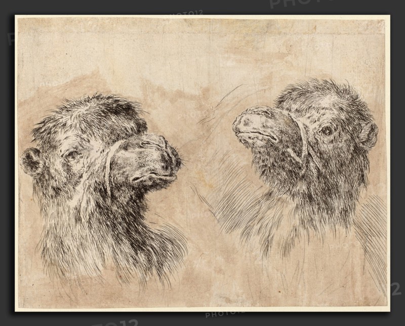 Stefano Della Bella (Italian, 1610 - 1664), Two Camel Heads [recto], probably 1649, etching with revisions in black chalk and brown wash on laid paper