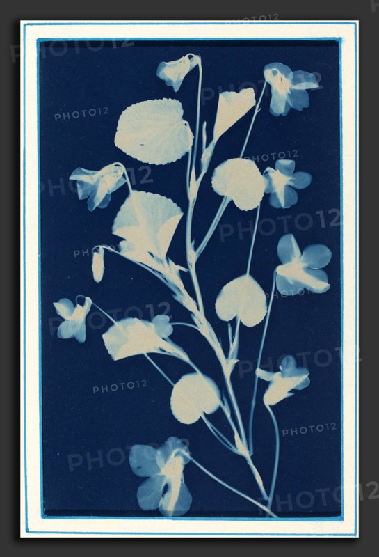Bertha Evelyn Jaques, Untitled, American, 1863 - 1941, c. 1900, cyanotype