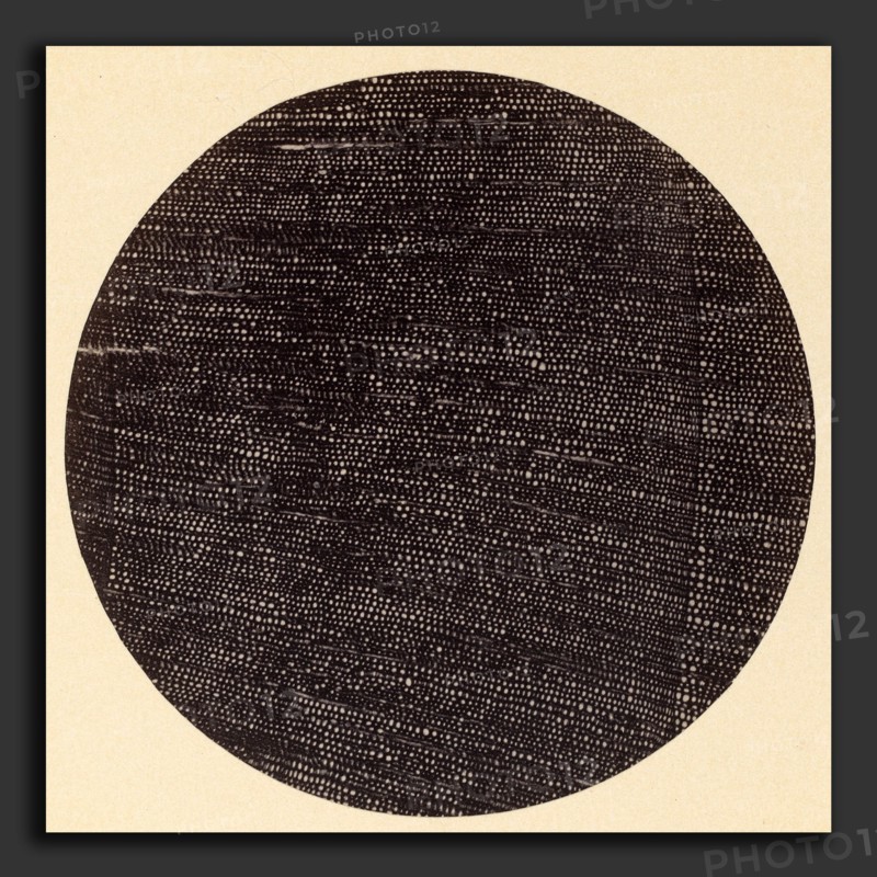 Dr. Arthur Durham (1850 - 1930), Microphotograph of Traverse Section of Wood (Salisburia), 1870s, albumen print