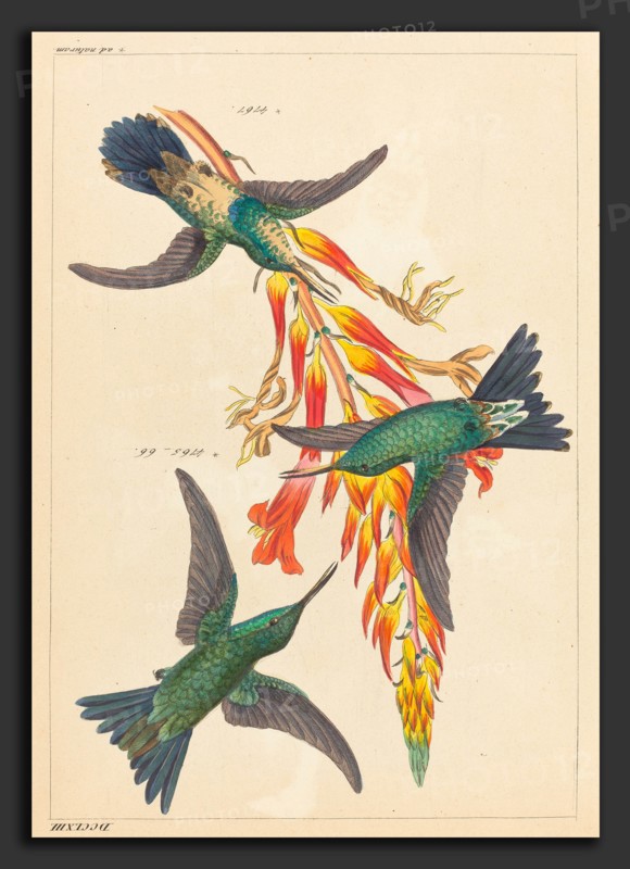 Heinrich Gottlieb Ludwig Reichenbach (German, 1793 - 1879), Three Hummingbirds with Plant, hand-colored etching