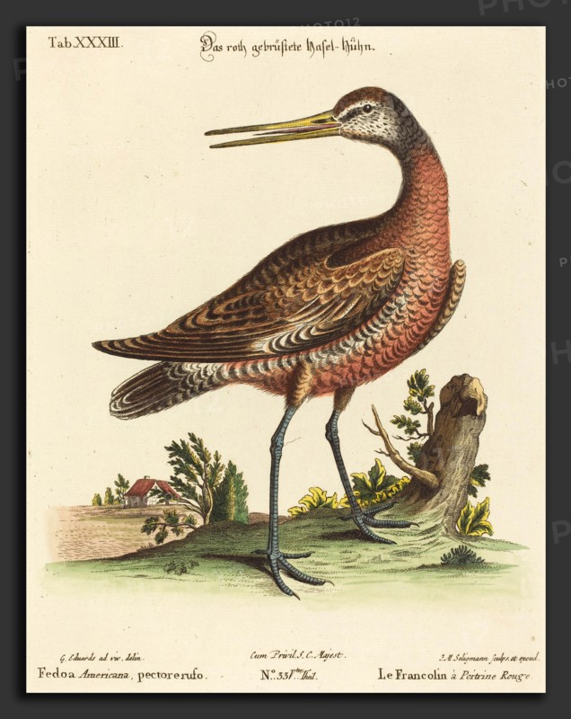 Johann Michael Seligmann after George Edwards (German, 1720 - 1762), Fedoa Americana, pectore ruso, hand-colored etching on laid paper
