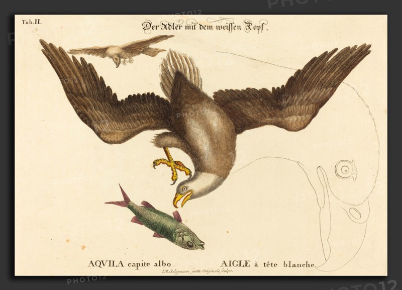 Johann Michael Seligmann after Mark Catesby (German, 1720 - 1762), The Bald Eagle (Falco leucocephalus), probably 1743-1762, hand-colored engraving on laid paper