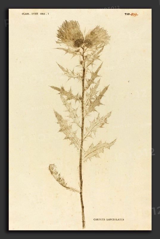 Johann Hieronymus Kniphof (German, 1704 - 1763), Carduus Lanceolatus, published 1757-1764, pressed and dried plant inked and pressed between two sheets of paper