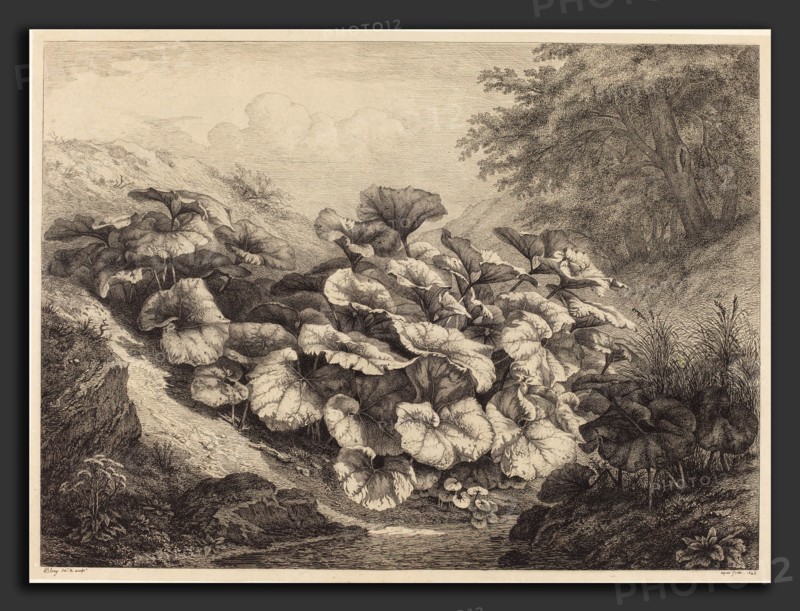 EugÃ¨ne Bléry (French, 1805 - 1887), Large Coltsfoot, 1843, etching and roulette in black on chine collé