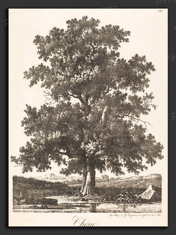 Antoine-Pierre Mongin (French, 1761-1762 - 1827), Chene (Oak Tree), 1816, lithograph