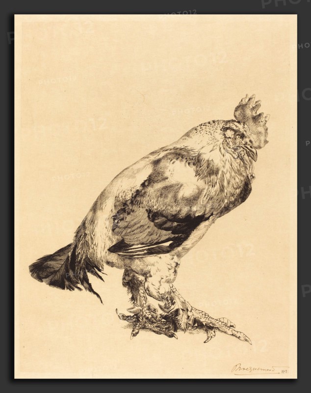 Félix Bracquemond (French, 1833 - 1914), The Old Cock, 1882, etching