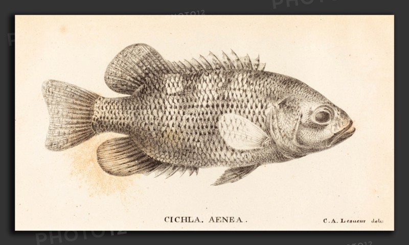 Charles Alexandre Lesueur (French, 1778 - 1846), Cichla, Aenea, 1822, lithograph