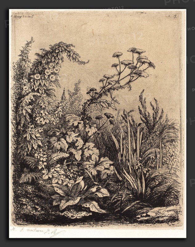 EugÃ¨ne Bléry (French, 1805 - 1887), La petite berle aux liserons (Small Water-parsnip with Bindweed), published 1849, etching on chine collé