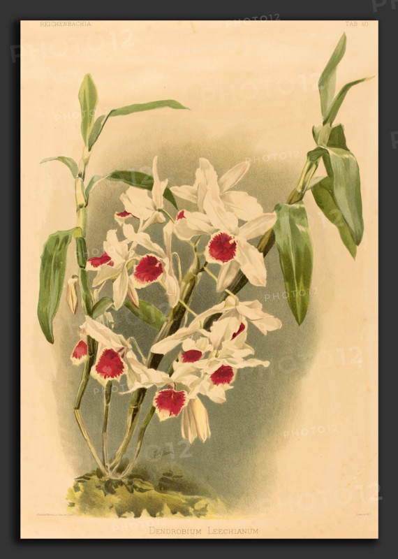Joseph Mansell after Henry George Moon (British, active 19th century), Dendrobium Leechianum, color lithograph