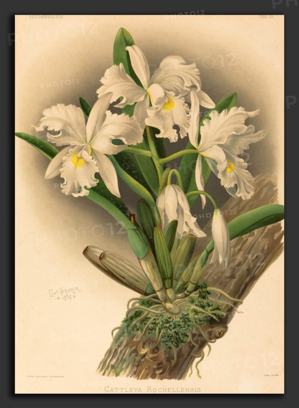 Gustav Leutzsch after Charles Storer (German (?), active 19th century), Cattleya Rochellensis, color lithograph