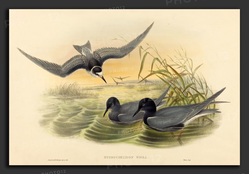 John Gould and H.C. Richter (British, 1804 - 1881), Hydrochelidon nigra, hand-colored lithograph on wove paper