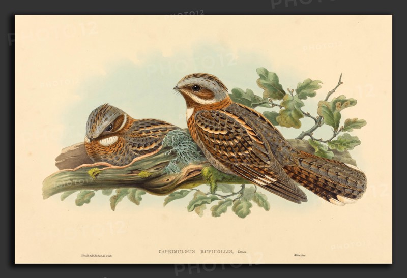 John Gould and H.C. Richter (British (?), active 1841 - active c. 1881), Caprimulgus Ruficollis, hand-colored lithograph on wove paper