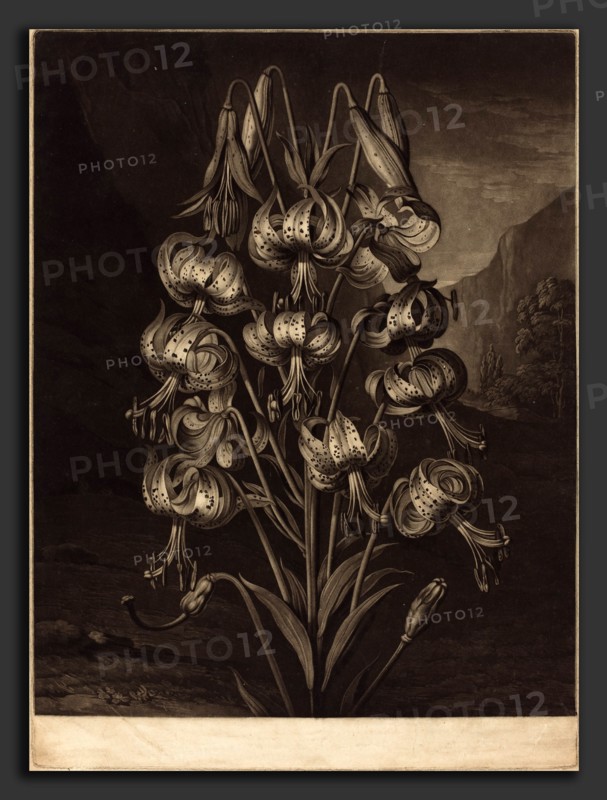 William Ward after Philip Reinagle (British, 1766 - 1826), The Superb Lily, 1799, mezzotint with etching on wove paper [proof]