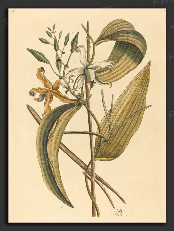 Mark Catesby (English, 1679 - 1749), The Vanelloe (Epidendrum Vanilla), published 1731-1743, hand-colored engraving on laid paper