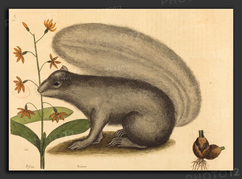 Mark Catesby (English, 1679 - 1749), The Grey Fox Squirrel (Sciurus cinereus), published 1731-1743, hand-colored etching on laid paper