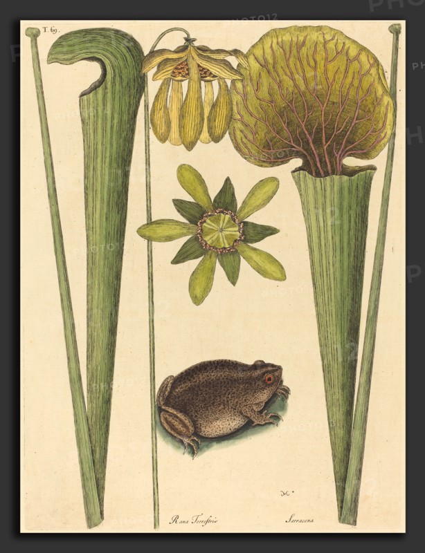 Mark Catesby (English, 1679 - 1749), The Land Frog (Rana), published 1731-1743, hand-colored engraving on laid paper