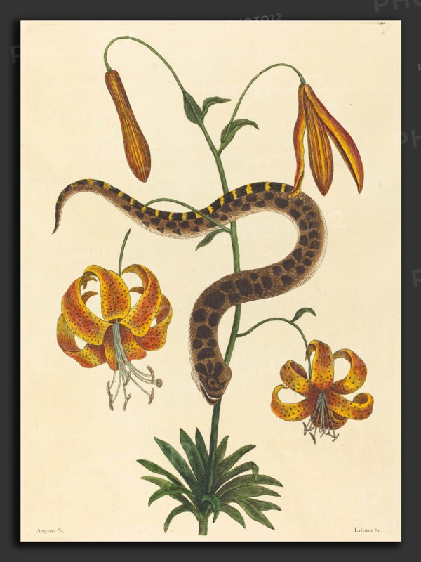 Mark Catesby (English, 1679 - 1749), The Hog-nose Snake (Boa contortrix), published 1731-1743, hand-colored engraving on laid paper