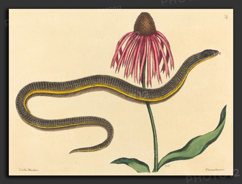 Mark Catesby (English, 1679 - 1749), The Glass Snake (Anguis ventralis), published 1731-1743, hand-colored engraving on laid paper