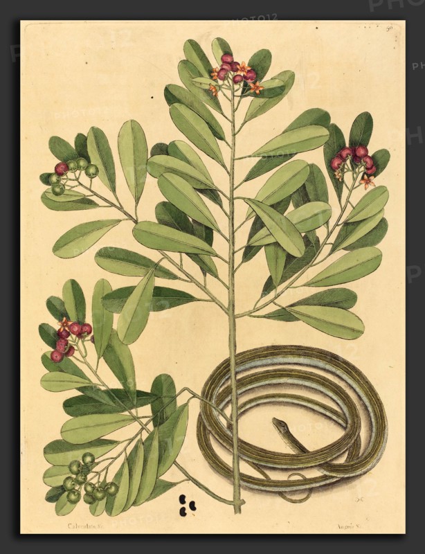Mark Catesby (English, 1679 - 1749), The Ribbon Snake (Coluber saurita), published 1731-1743, hand-colored engraving on laid paper