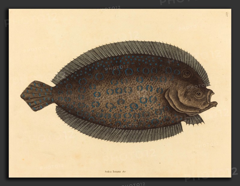 Mark Catesby (English, 1679 - 1749), The Sole (Pleuronectes lunatus), published 1731-1743, hand-colored engraving on wove paper