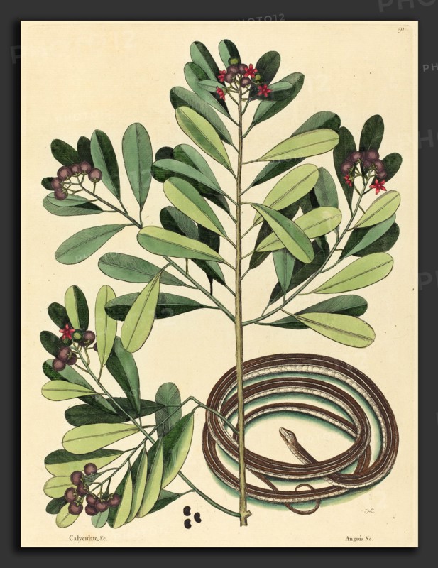 Mark Catesby (English, 1679 - 1749), The Ribbon Snake (Coluber saurita), published 1731-1743, hand-colored engraving on laid paper
