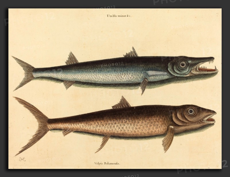 Mark Catesby (English, 1679 - 1749), The Barracuda (Esox barracuda), published 1754, hand-colored engraving on laid paper