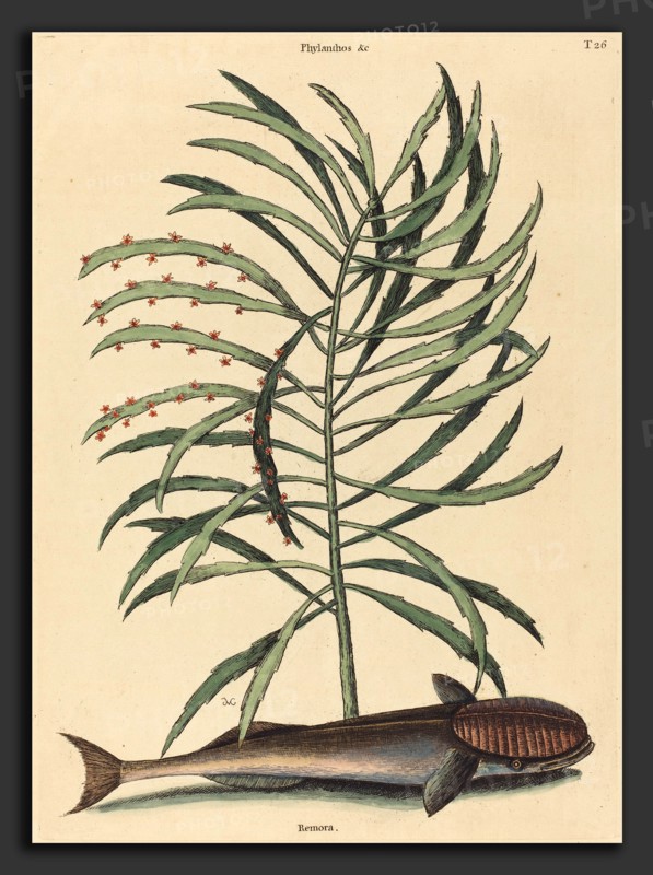 Mark Catesby (English, 1679 - 1749), The Sucking Fish (Echeneis Naucratis), published 1731-1743, hand-colored etching