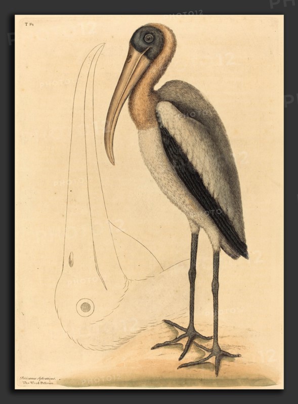 Mark Catesby (English, 1679 - 1749), The Wood Pelican (Tantalus Loculator), published 1731-1743, hand-colored engraving on laid paper