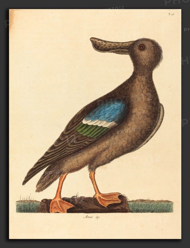 Mark Catesby (English, 1679 - 1749), The Blue Winged Shoveler (Anas clypeata foemina), published 1754, hand-colored engraving on laid paper