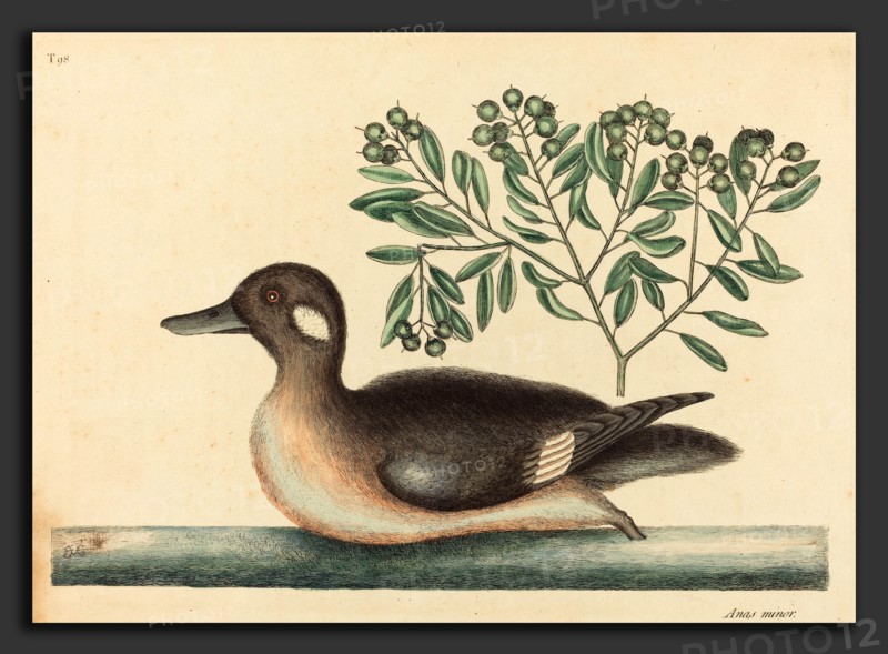 Mark Catesby (English, 1679 - 1749), The Little Brown Duck (Anas rustica), published 1754, hand-colored engraving on laid paper