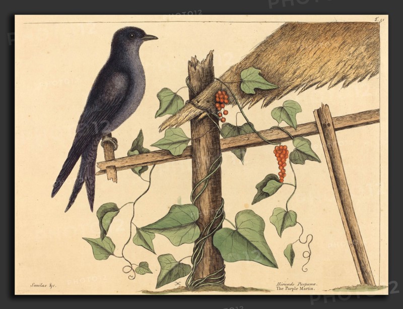 Mark Catesby (English, 1679 - 1749), The Purple Martin (Hirundo purpurea), published 1731-1743, hand-colored engraving on laid paper