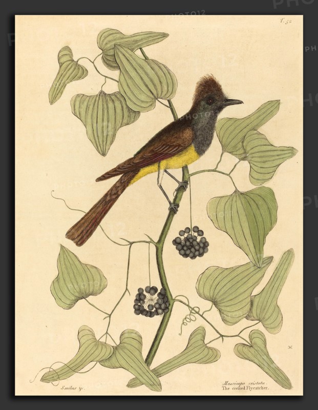 Mark Catesby (English, 1679 - 1749), The Crested Flycatcher (Muscicapa cristata), published 1754, hand-colored engraving on laid paper