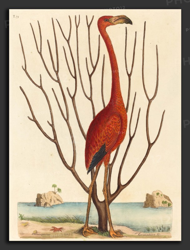 Mark Catesby (English, 1679 - 1749), The Flamingo (Phoenicopterus ruber), published 1731-1743, hand-colored engraving on laid paper