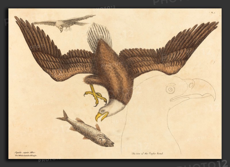 Mark Catesby (English, 1679 - 1749), The Bald Eagle (Falco leucocephalus), published 1731-1743, hand-colored etching