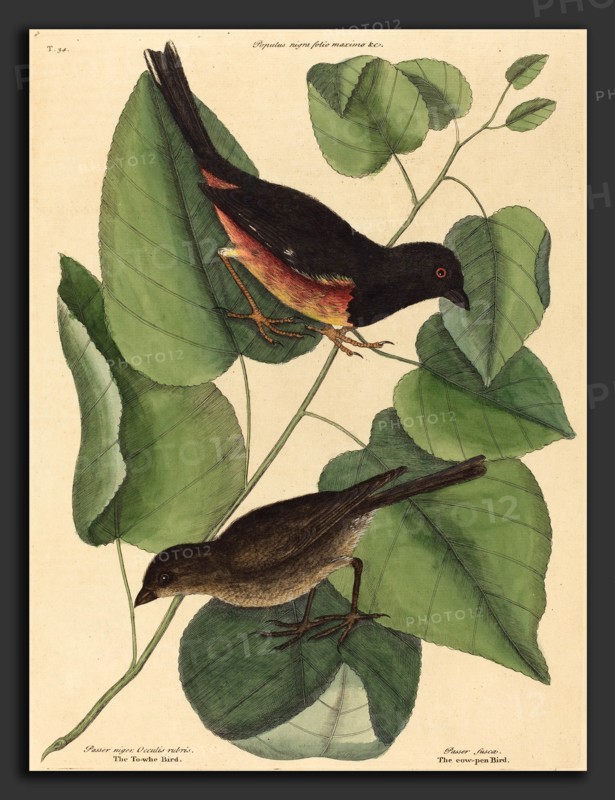 Mark Catesby (English, 1679 - 1749), The Towhe Bird (Fringilla erythrophthalma), published 1754, hand-colored engraving on laid paper