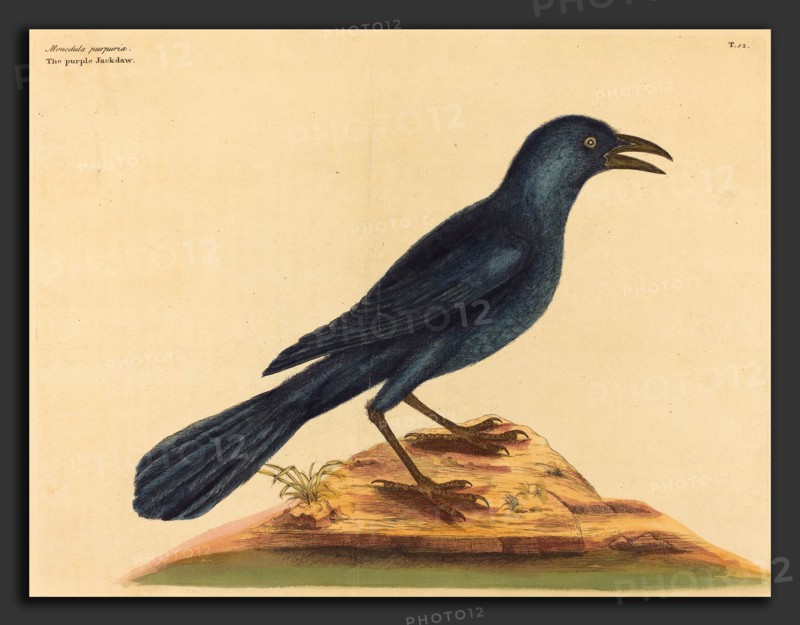 Mark Catesby (English, 1679 - 1749), The Purple Jack Daw (Gracula Quiscula), published 1731-1743, hand-colored etching