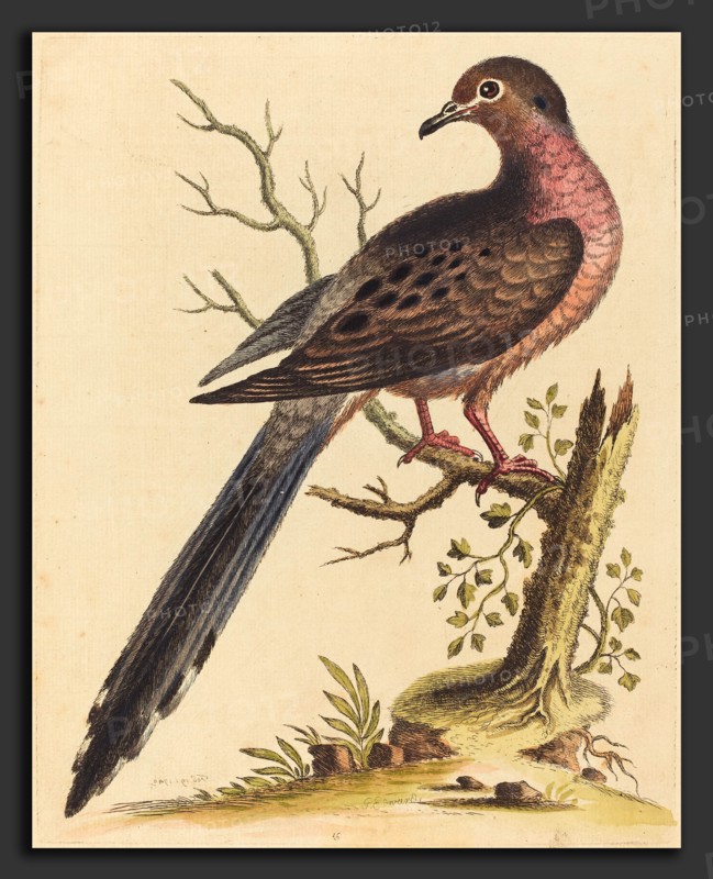 George Edwards (English, 1694 - 1773), Fedoa Americana pectore ruso, 1740, hand-colored etching on laid paper