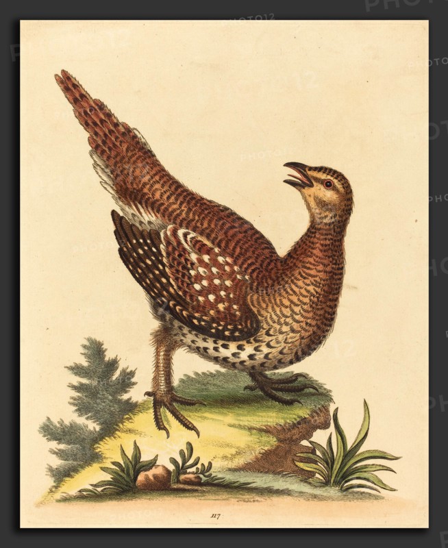 George Edwards (English, 1694 - 1773), Brown Speckled Bird, hand-colored etching on laid paper