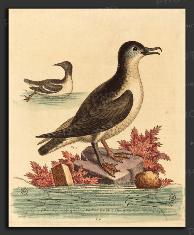 George Edwards (English, 1694 - 1773), The Guillemot and the Puffin of the Isle of Man, 1762, hand-colored etching