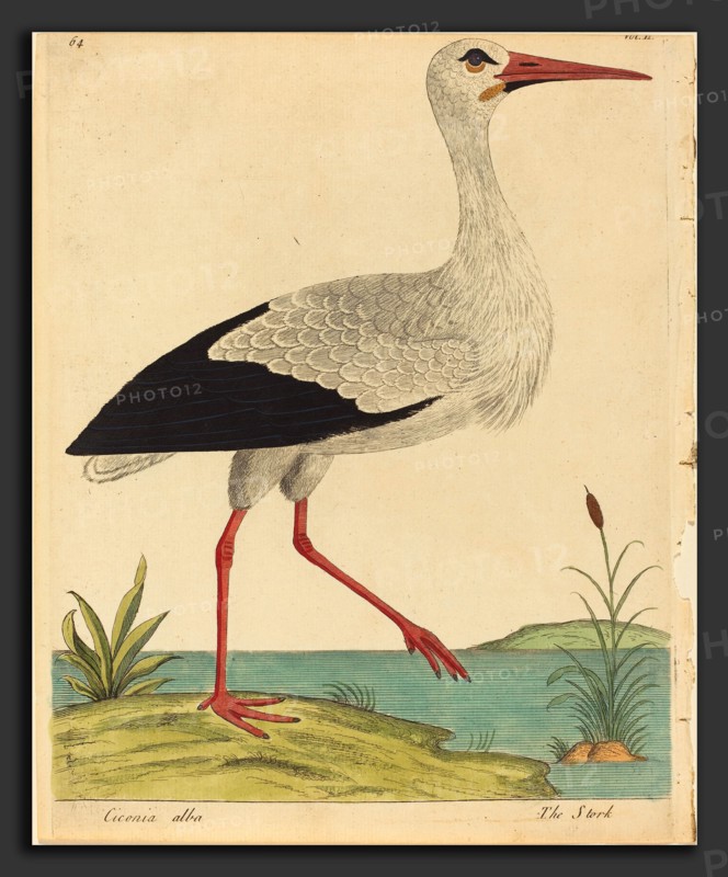 Eleazar Albin (British, active 1713-1759), The Stork (Ciconia Alba), published 1731-1738, hand-colored etching