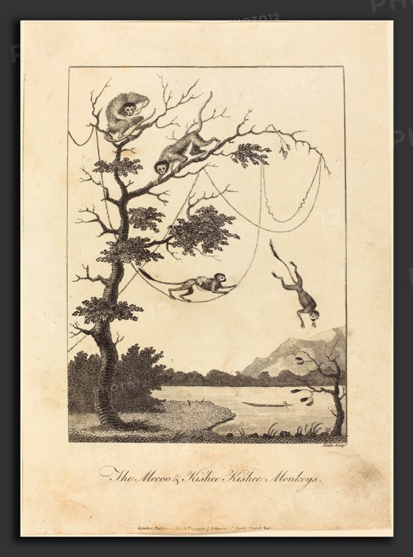 William Blake after John Gabriel Stedman (British, 1757 - 1827), The Mecoo & Kisbee Kishee Monkeys, 1793, engraving